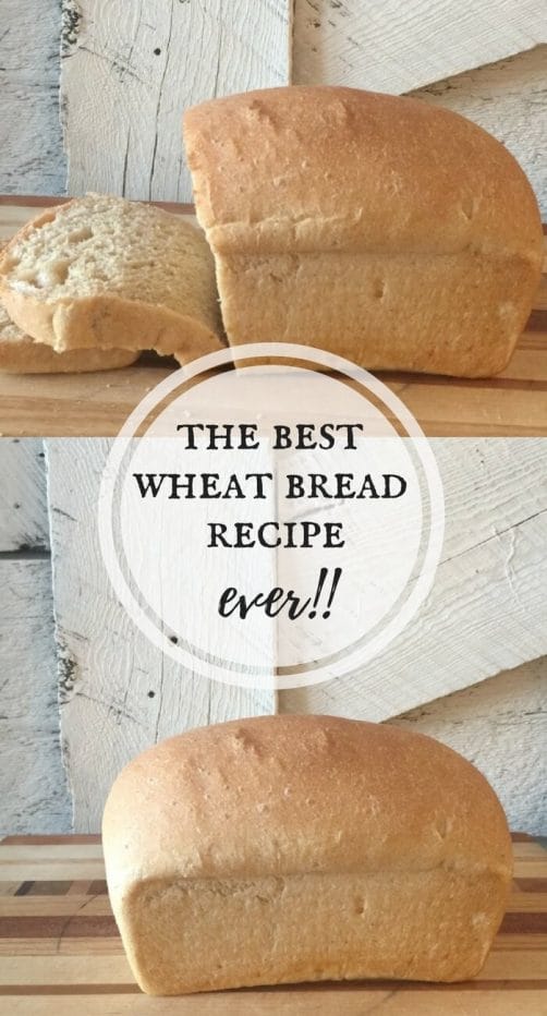 This is the best wheat bread recipe ever! Dont be afraid to try. This recipe is so easy!
