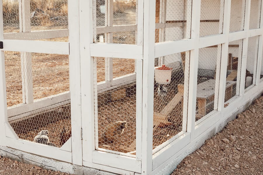 Happy chickens in their stylish and functional chicken coop DIY