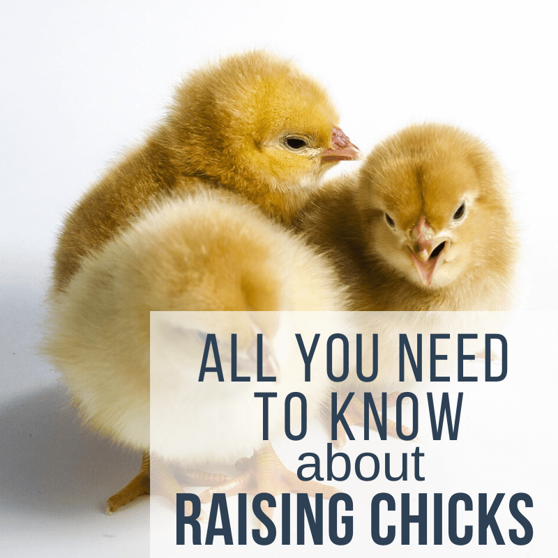Everything You Need to Know About Raising Baby Chicks
