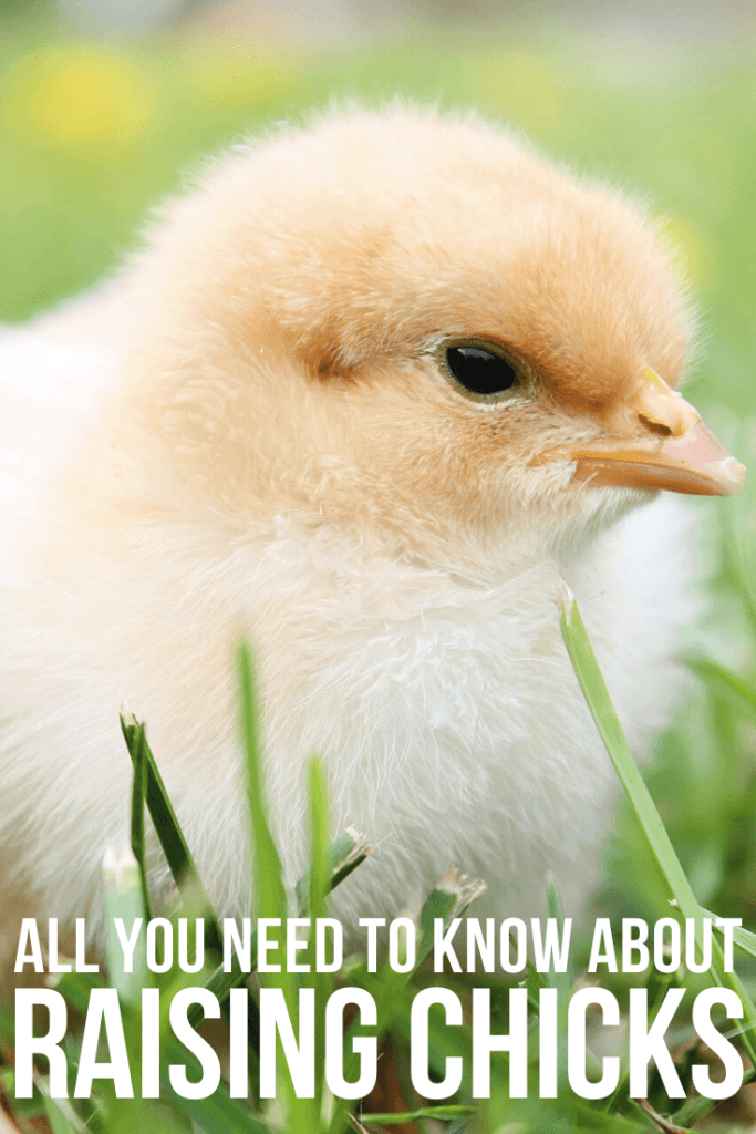 Want to get baby chicks? Read this! Learn how to raise baby chicks and get everything you need to know about them and how to care for them.