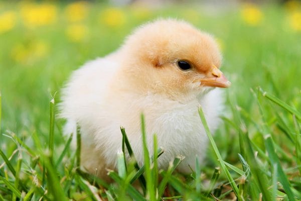 Want to get baby chicks? Read this! Learn how to raise baby chicks and get everything you need to know about them and how to care for them.