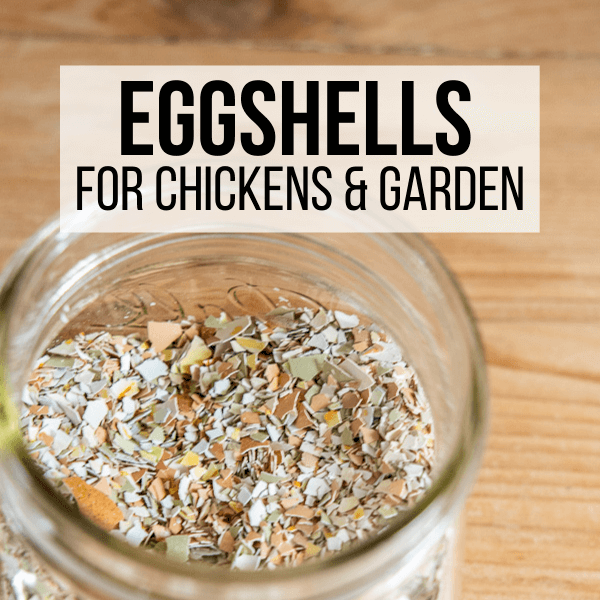 How to Use Egg Shells In Your Garden and With Your Chickens