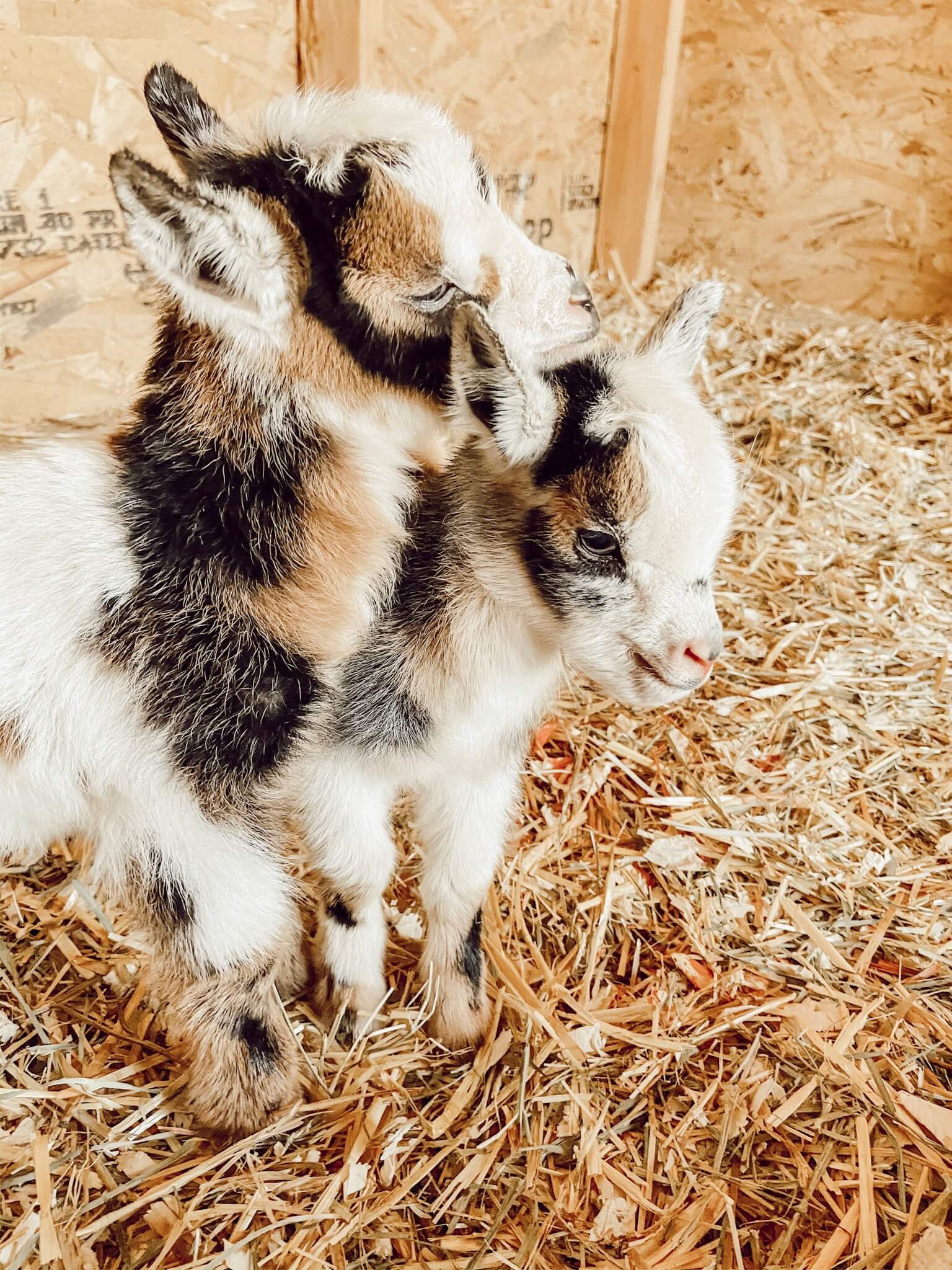 Our Nigerian Dwarf Baby Goats – A Glimmer of Hope on the Farm