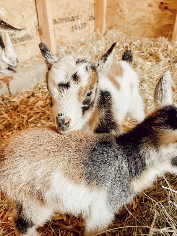 We all need hope and we recently got a glimmer of hope on our little farm with the arrival of 2 adorable Nigerian dwarf baby goats.  Come read the story.