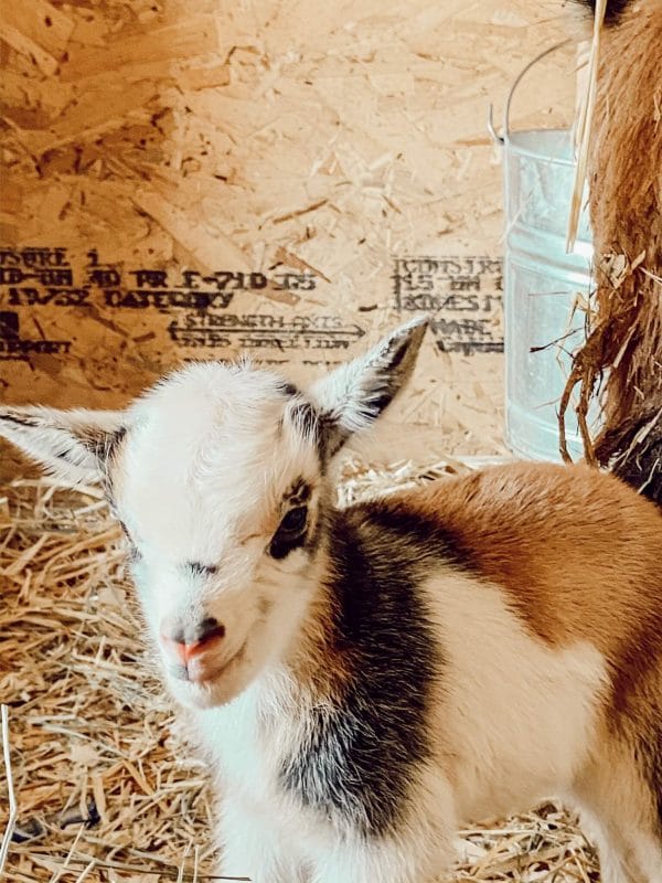 Nigerian dwarf baby goats are the bright spot on our farm.  Come have a look and enjoy our glimmer of hope.