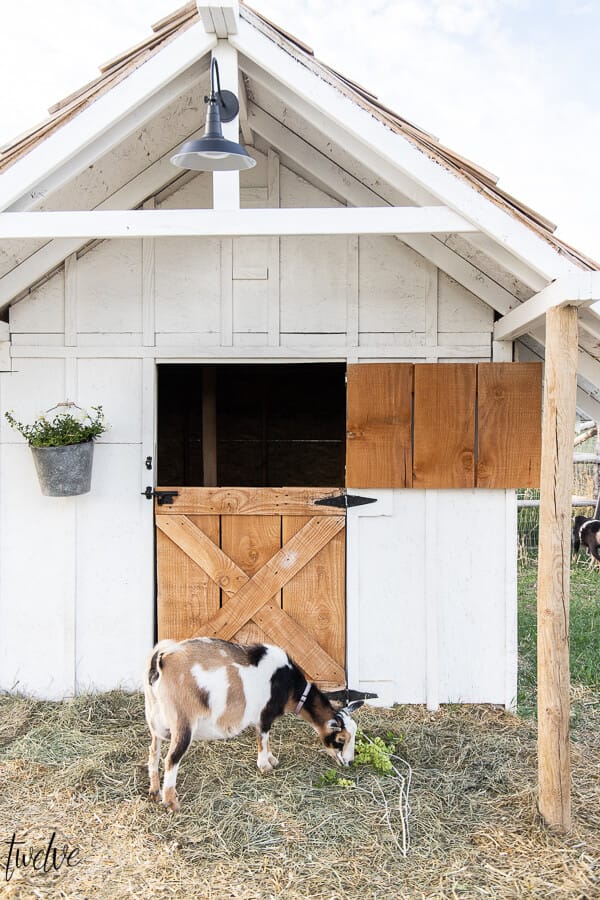 Check out this amazing simple and stylish white and rustic goat house!  Looking for goat shed ideas? We combined function, along with a rustic dutch door, a stylish solar light, rustic shake roof, white board and batten, and so much more to create a simple but stylish goat house! Also includes a gorgeous cupola on the top of the roof!