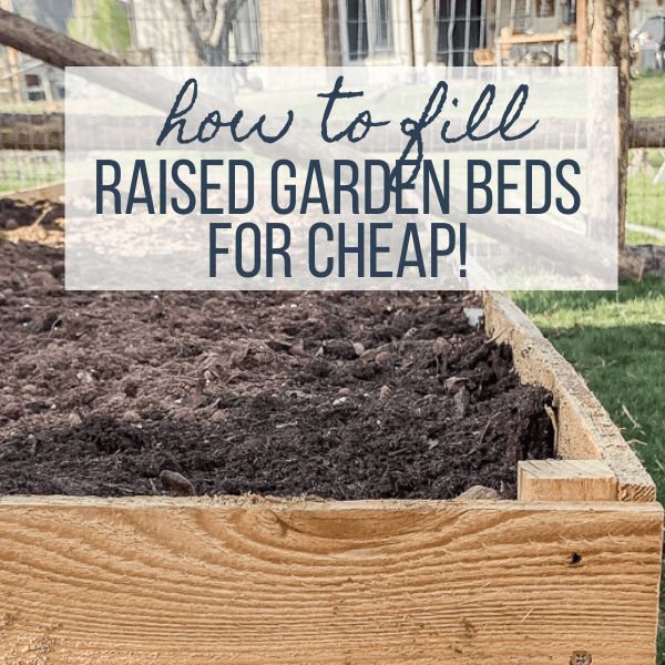 Should I Plant My Vegetable Garden in Raised Beds?