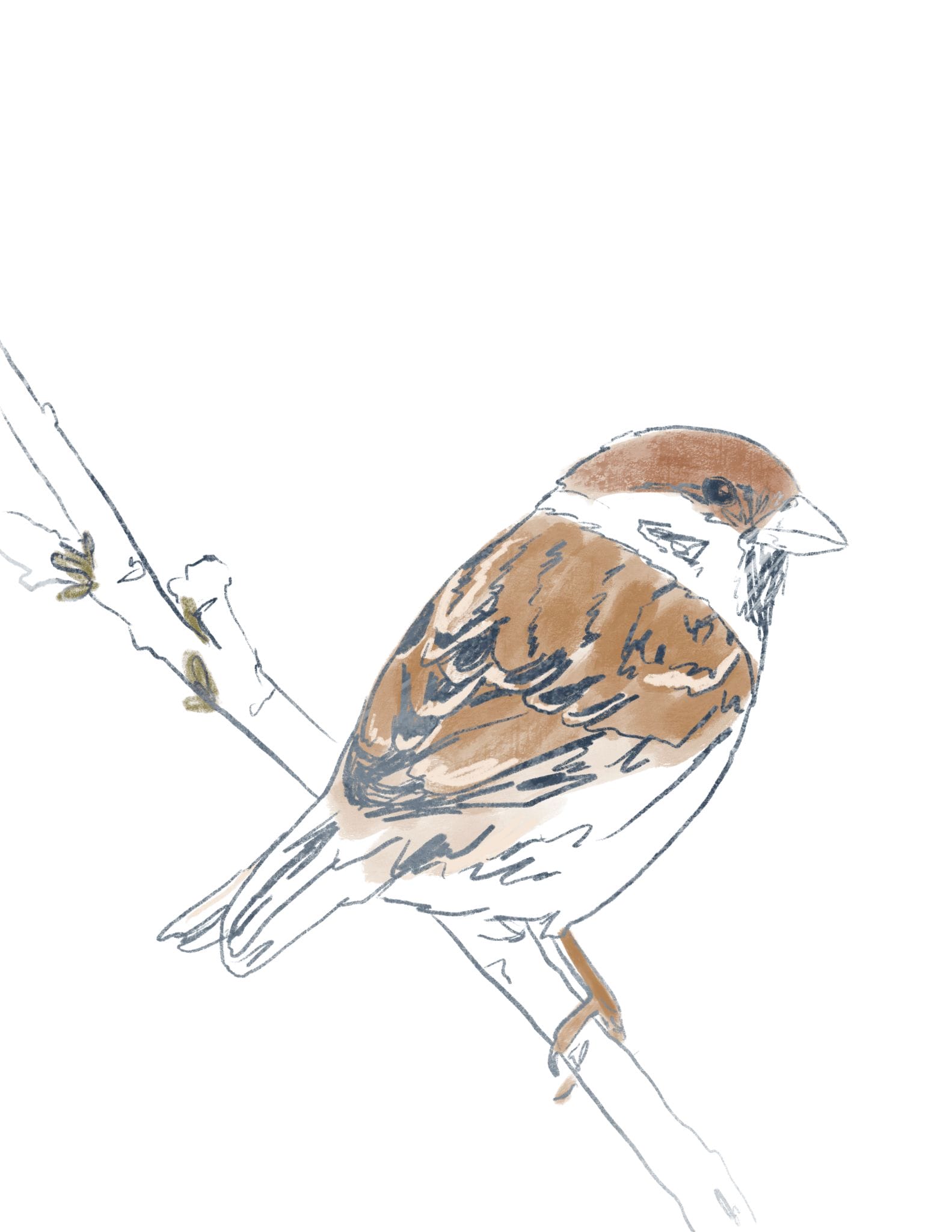 Adorable Hand Drawn Bird Printables