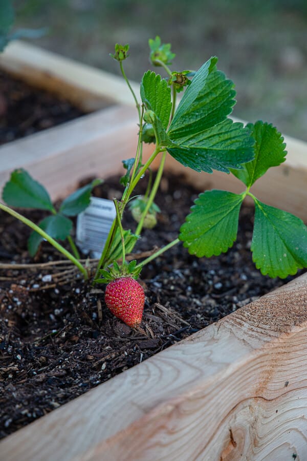 unique strawberry planters