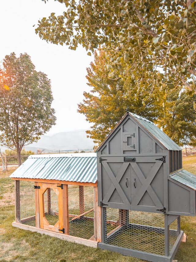 Adorable and Functional Small Chicken Coop