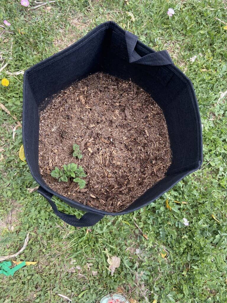 Grow bag Gardening - How to Use Grow bags for Gardening