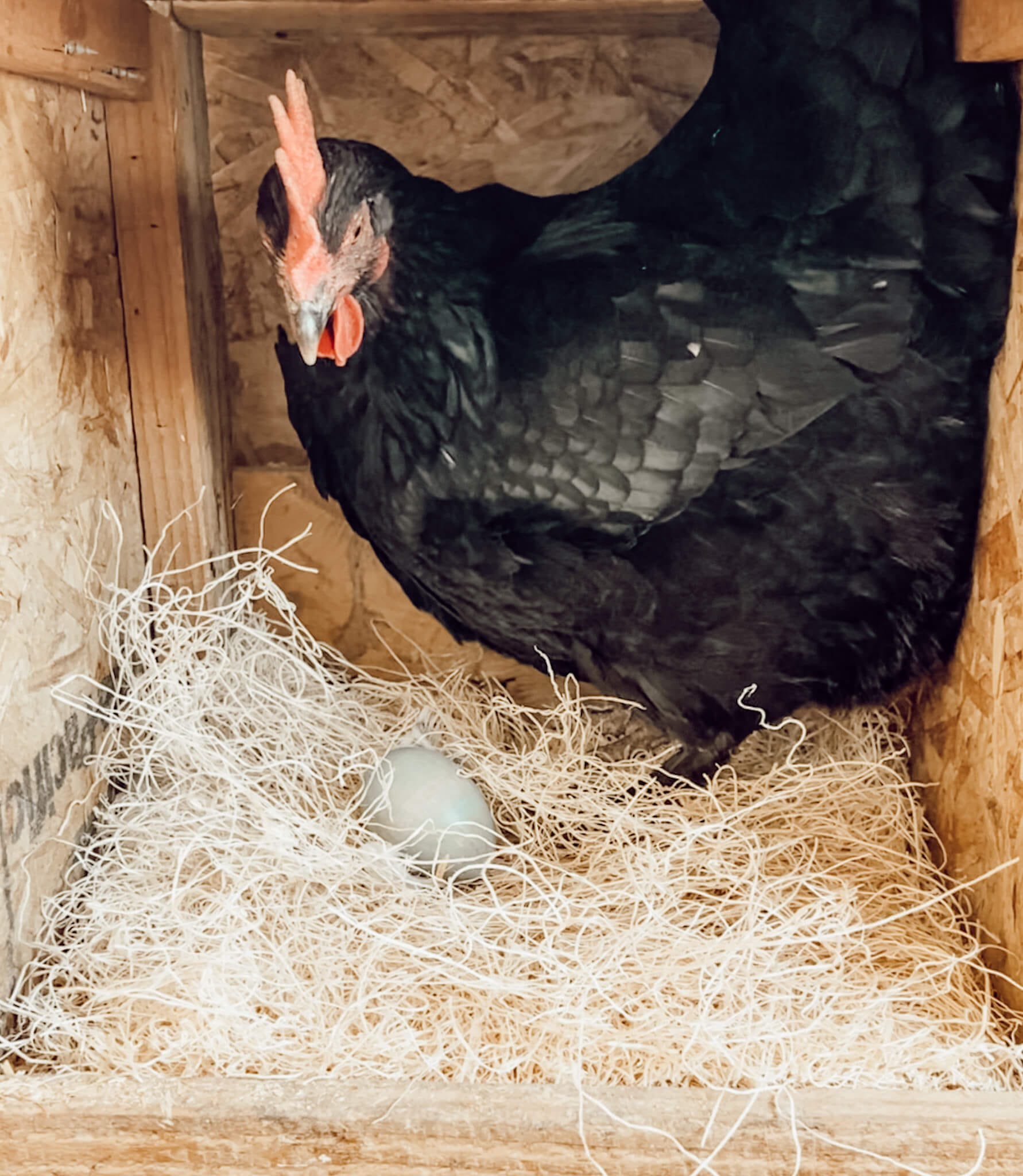 The Best Chicken Nesting Box Filler and Why We Use It